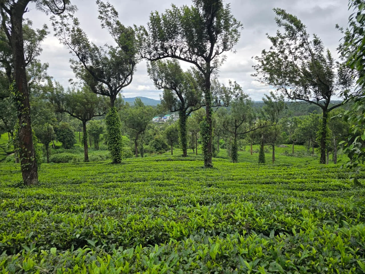 Munnar tea garden package